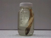 藏品(真鰺)的圖片